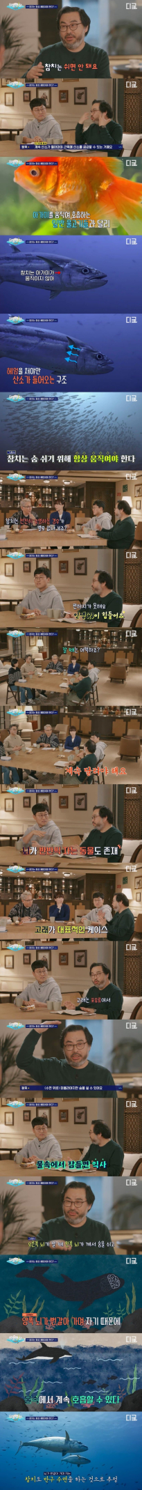 숨쉬기위해 수면중에도 움직여야하는 참치