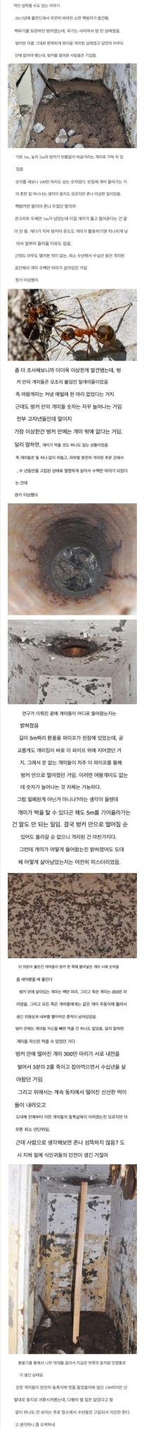 현실에서 공포영화찍은 개미들..jpg