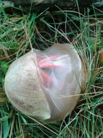 외계 생명체처럼 생긴 버섯