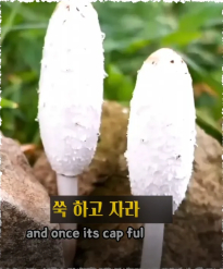 진짜 먹어도 되나요 ??