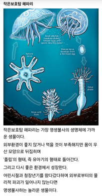 불로불사 생명체들