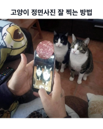 고양이 정면사진 잘찍는법 ㅋㅋ