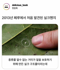 자연의 신비 거미가 지은집