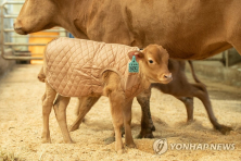 송아지 요리에 숨겨진 비밀
