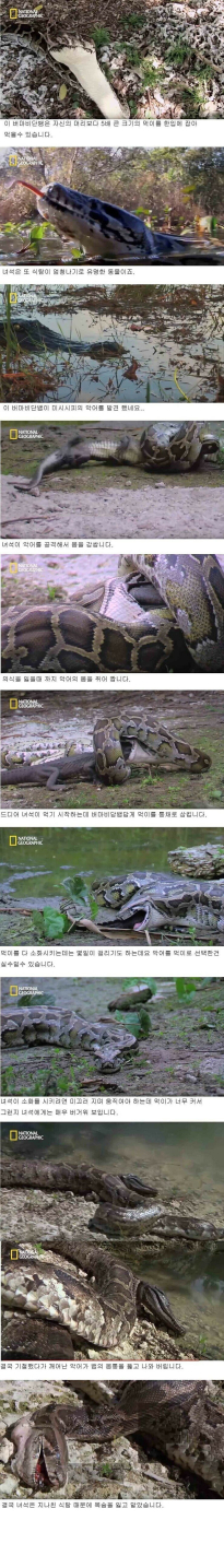 식탐으로 인한 참사
