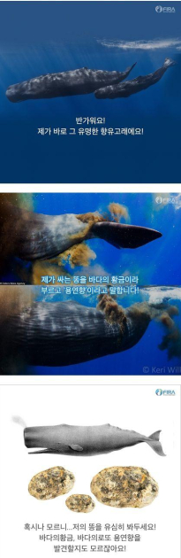 바다의 보물 용연향