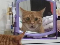 거울드립은 ,,,