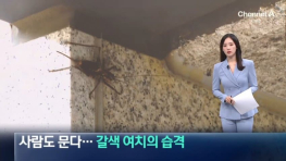 사람도 물어버리는 거대여치의 습격
