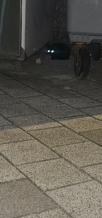 고냥이 새끼있노