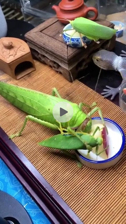 과일먹는 왕여치들