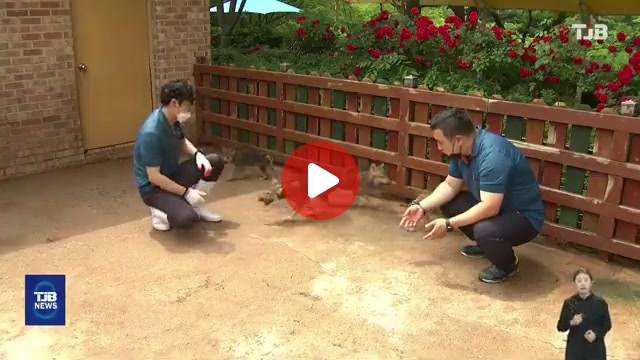 늑구 어린시절 ㅋㅋㅋㅋ