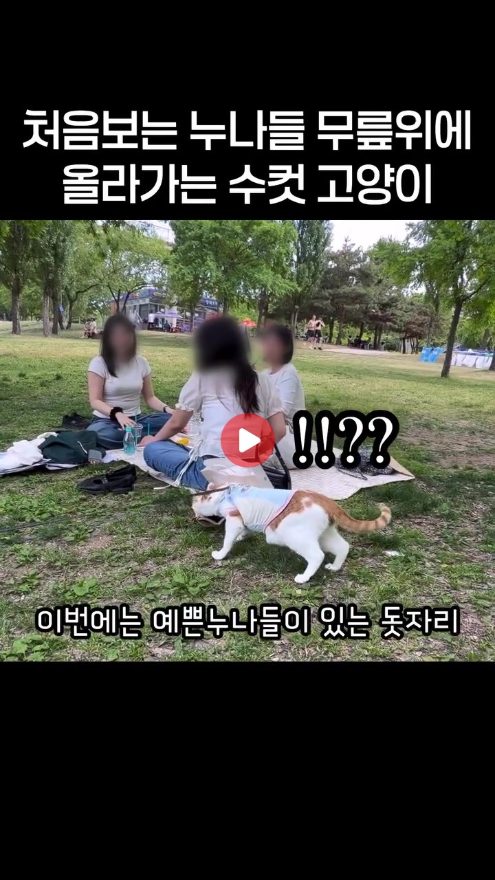 너 고양이 아니지??