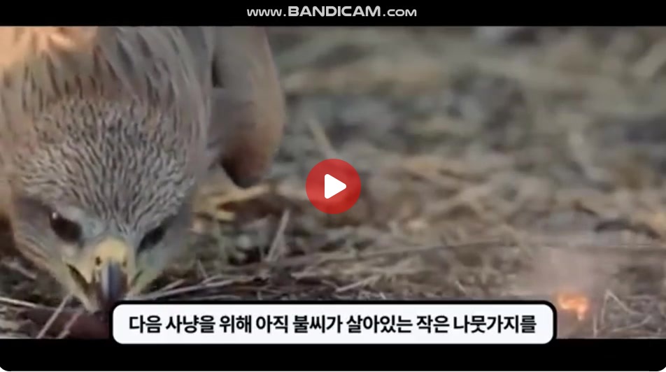 호주의 플라잉 연쇄방화범