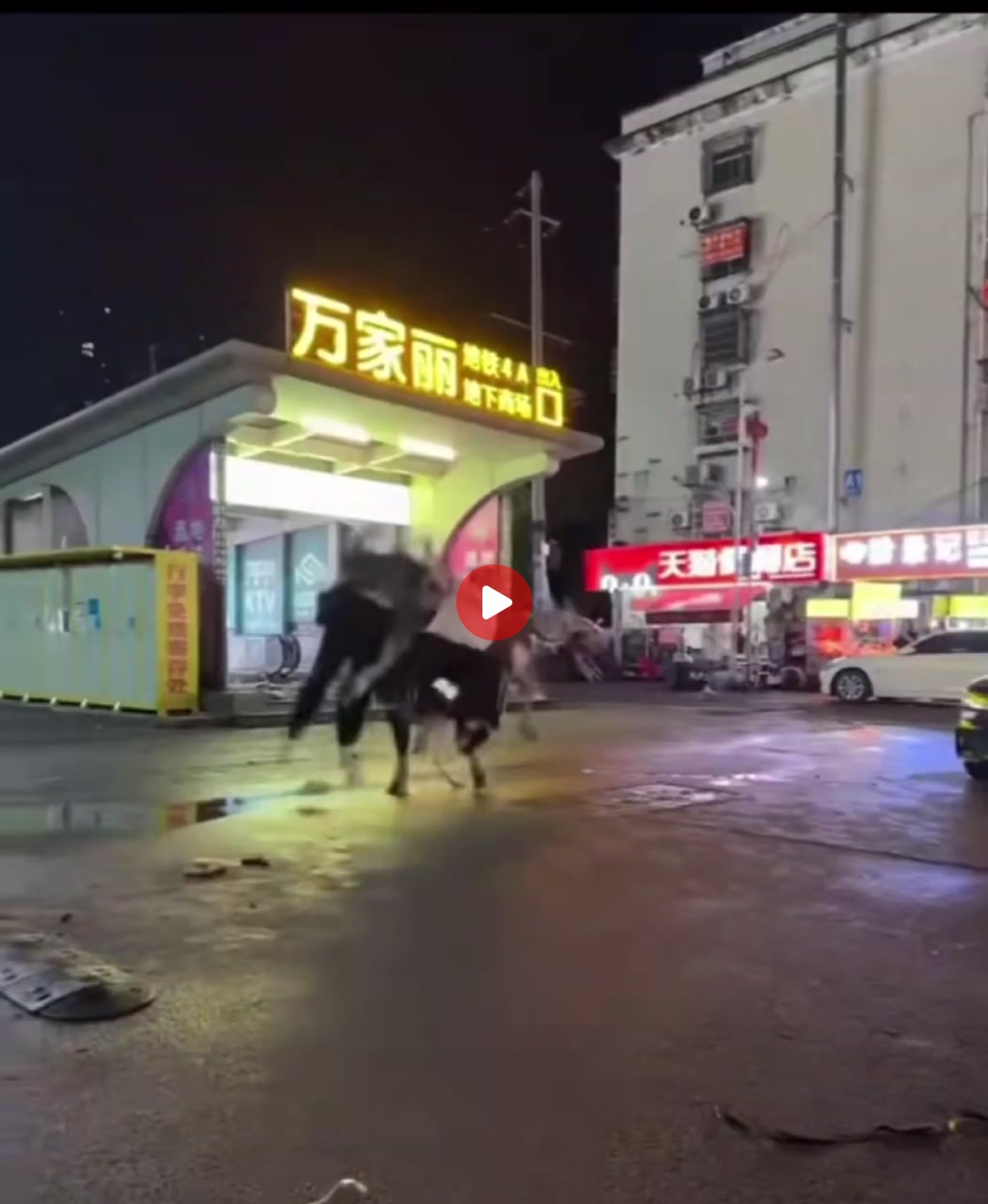 중국 도심에 나타난 중국 황소 ㄷㄷㄷㄷㄷㄷㄷㄷㄷㄷ