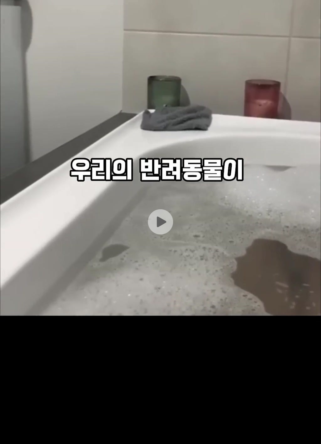 반려견이 갸웃거리면서 쳐다보는 이유