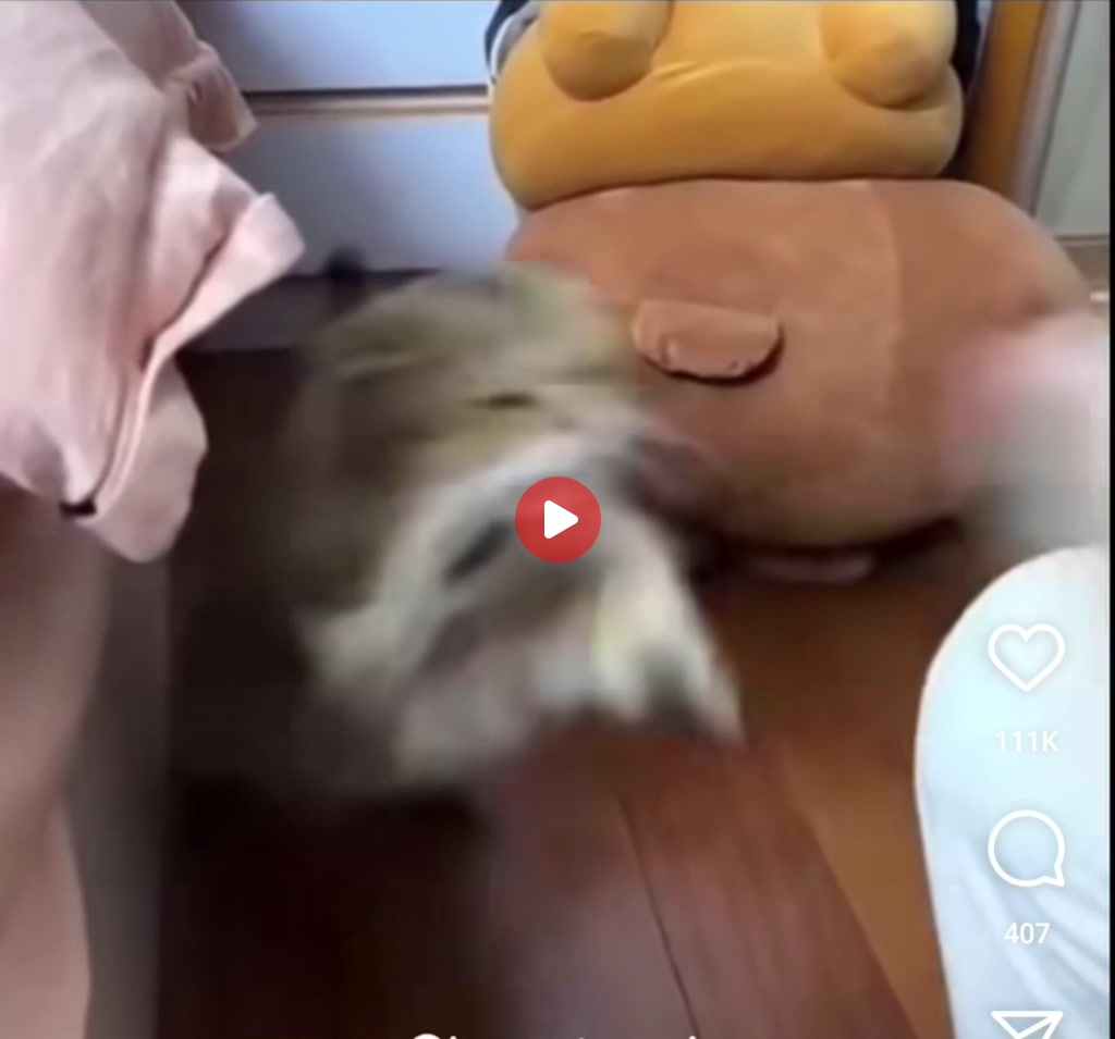 방어력 0 고양이